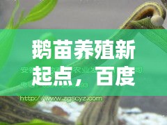 鹅苗养殖新起点,百度带你轻松寻苗!