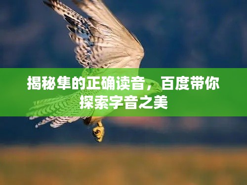 揭秘隼的正确读音，百度带你探索字音之美